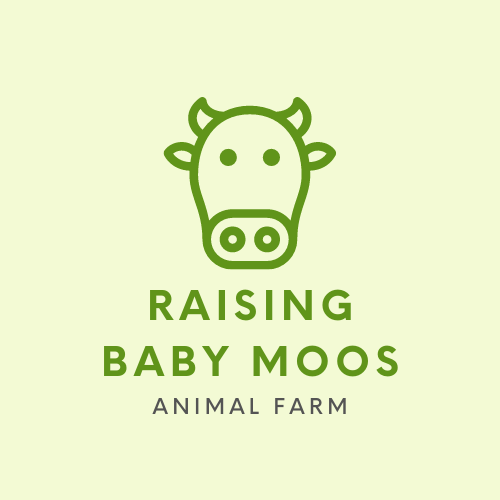 Raising Baby Moos – Hands-On Calf Feeding & Learning Experience
