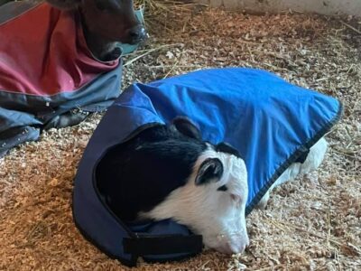 Raising Baby Moos – Hands-On Calf Feeding & Learning Experience