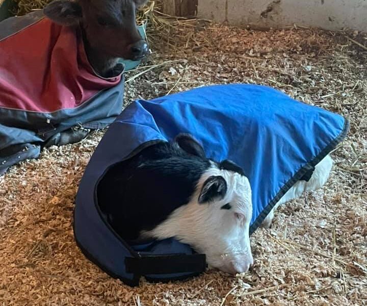 Raising Baby Moos – Hands-On Calf Feeding & Learning Experience