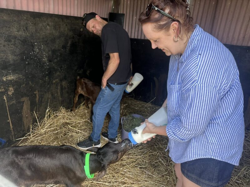 Raising Baby Moos – Hands-On Calf Feeding & Learning Experience