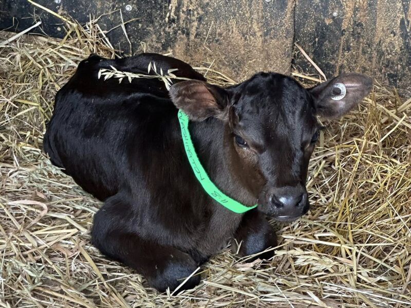 Raising Baby Moos – Hands-On Calf Feeding & Learning Experience
