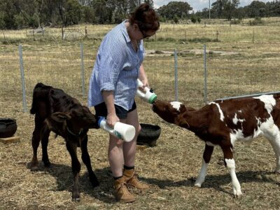 Raising Baby Moos – Hands-On Calf Feeding & Learning Experience